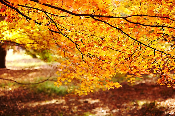 포토 JPG 주간 나무 식물 계절 컬러 백그라운드 단풍 잎 자연 단풍나무 풍경 근접촬영 사람없음 야외 아웃포커스 가을풍경 주황색 가을 나뭇가지 전라북도 전라도 내장산 국내포토 자연요소 뷰포인트 산 한국 촬영기법 생태계 파일형식 가을_계절