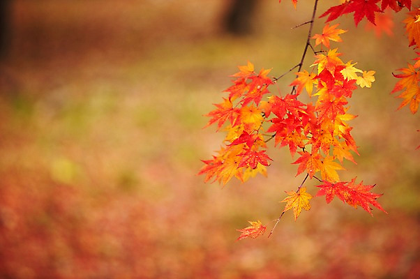 포토 JPG 주간 나무 식물 계절 컬러 백그라운드 단풍 잎 자연 단풍나무 풍경 근접촬영 사람없음 야외 아웃포커스 빨간색 가을풍경 주황색 가을 나뭇가지 전라북도 전라도 내장산 국내포토 자연요소 뷰포인트 산 한국 촬영기법 생태계 파일형식 가을_계절
