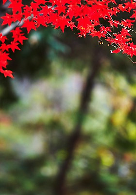 포토 JPG 주간 나무 식물 계절 컬러 백그라운드 단풍 잎 자연 단풍나무 풍경 근접촬영 사람없음 야외 아웃포커스 빨간색 가을풍경 가을 나뭇가지 전라북도 전라도 내장산 국내포토 자연요소 뷰포인트 산 한국 촬영기법 생태계 파일형식 가을_계절