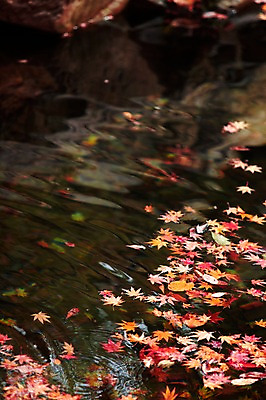 포토 JPG 주간 식물 계절 호수 물결 백그라운드 단풍 낙엽 잎 자연 나뭇잎 풍경 사람없음 야외 물 강 햇빛 반사 가을풍경 계곡 가을 돌_바위 바위 개울 수면 전라북도 전라도 내장산 국내포토 자연요소 산 한국 태양 생태계 파일형식 가을_계절