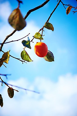 포토 JPG 주간 나무 식물 구름 계절 열매 백그라운드 잎 과일 자연 하늘 나뭇잎 감 풍경 근접촬영 사람없음 야외 아웃포커스 가을풍경 가을 나뭇가지 전라북도 전라도 감나무 내장산 국내포토 자연요소 뷰포인트 산 한국 촬영기법 생태계 파일형식 가을_계절