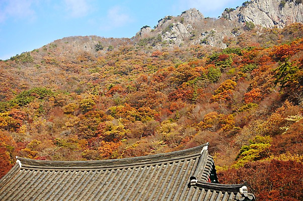 포토 JPG 주간 나무 식물 건축물 계절 백그라운드 단풍 자연 단풍나무 지붕 기와 풍경 사람없음 야외 건물 가을풍경 가을 돌_바위 바위 사찰 정상 전라북도 전라도 내장산 기와지붕 산정상 국내포토 자연요소 건축 잎 종교건축 산 한국 생태계 파일형식 가을_계절