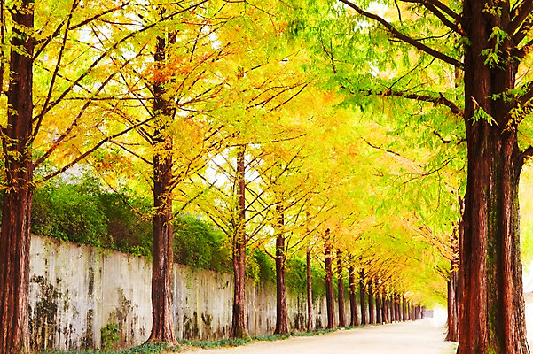 포토 JPG 주간 나무 식물 구름 길 선 컬러 배경화면 백그라운드 자연 하늘 여러그루 풍경 사람없음 야외 초록색 연두색 담장 노란색 산책로 나뭇가지 숲 가로수 나란히 메타세콰이어 국내포토 자연요소 다수 생태계 파일형식
