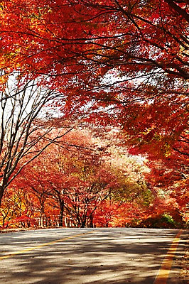 포토 JPG 주간 나무 식물 계절 도로 길 백그라운드 단풍 잎 자연 단풍나무 풍경 사람없음 야외 가을풍경 차도 가을 나뭇가지 전라북도 전라도 내장산 차선_도로 국내포토 자연요소 교통시설 산 한국 생태계 파일형식 가을_계절