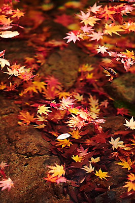 포토 JPG 주간 식물 계절 호수 백그라운드 단풍 낙엽 잎 자연 나뭇잎 풍경 사람없음 야외 물 강 햇빛 반사 가을풍경 계곡 수중 가을 돌_바위 조약돌 바위 개울 수면 전라북도 전라도 내장산 수중사진 국내포토 자연요소 산 한국 태양 생태계 파일형식 가을_계절