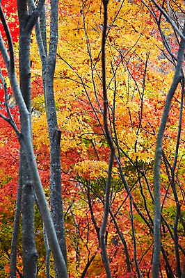 포토 JPG 주간 나무 식물 계절 컬러 백그라운드 단풍 잎 자연 단풍나무 풍경 사람없음 야외 노란색 가을풍경 주황색 가을 나뭇가지 전라북도 전라도 내장산 국내포토 자연요소 산 한국 생태계 파일형식 가을_계절