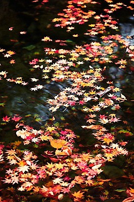 포토 JPG 주간 식물 계절 호수 백그라운드 단풍 낙엽 잎 자연 나뭇잎 풍경 사람없음 야외 물 강 햇빛 반사 가을풍경 계곡 가을 개울 수면 전라북도 전라도 내장산 국내포토 자연요소 산 한국 태양 생태계 파일형식 가을_계절