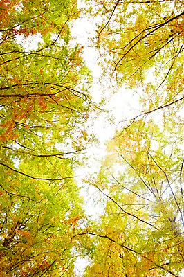 포토 JPG 주간 나무 식물 구름 컬러 백그라운드 자연 하늘 여러그루 풍경 사람없음 야외 초록색 연두색 햇빛 반사 노란색 나뭇가지 숲 메타세콰이어 국내포토 자연요소 다수 태양 생태계 파일형식