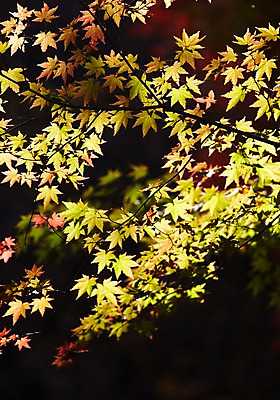 포토 JPG 주간 나무 식물 계절 백그라운드 단풍 잎 자연 단풍나무 나뭇잎 풍경 근접촬영 사람없음 야외 아웃포커스 햇빛 반사 가을풍경 가을 나뭇가지 전라북도 전라도 내장산 국내포토 자연요소 뷰포인트 산 한국 촬영기법 태양 생태계 파일형식 가을_계절