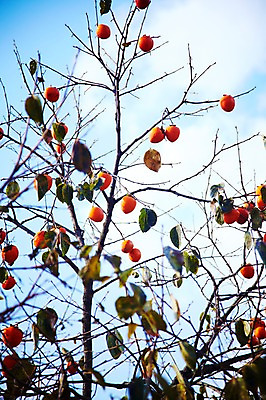 포토 JPG 주간 나무 식물 구름 계절 열매 백그라운드 잎 과일 자연 하늘 나뭇잎 감 풍경 사람없음 야외 가을풍경 가을 나뭇가지 전라북도 전라도 감나무 내장산 국내포토 자연요소 산 한국 생태계 파일형식 가을_계절