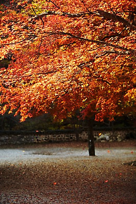포토 JPG 주간 나무 식물 계절 컬러 백그라운드 단풍 잎 자연 단풍나무 날리기 돌담 풍경 사람없음 야외 빨간색 담장 가을풍경 주황색 가을 나뭇가지 떨어짐 전라북도 전라도 내장산 국내포토 자연요소 컨셉 모션 산 한국 돌_바위 생태계 파일형식 가을_계절