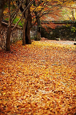 포토 JPG 주간 나무 식물 계절 백그라운드 단풍 낙엽 잎 자연 단풍나무 나뭇잎 돌담 풍경 사람없음 야외 담장 가을풍경 가을 나뭇가지 떨어짐 전라북도 전라도 내장산 국내포토 자연요소 컨셉 산 한국 돌_바위 생태계 파일형식 가을_계절