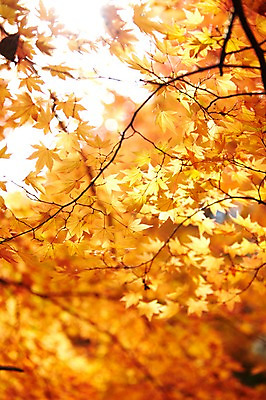 포토 JPG 주간 나무 식물 계절 컬러 백그라운드 단풍 잎 자연 단풍나무 풍경 사람없음 야외 햇빛 반사 가을풍경 주황색 가을 나뭇가지 전라북도 전라도 내장산 국내포토 자연요소 산 한국 태양 생태계 파일형식 가을_계절