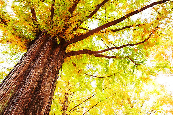 포토 JPG 주간 나무 식물 구름 로우앵글 컬러 백그라운드 자연 하늘 한그루 여러그루 풍경 사람없음 야외 초록색 연두색 햇빛 반사 노란색 나뭇가지 숲 메타세콰이어 국내포토 자연요소 1 뷰포인트 다수 태양 생태계 파일형식