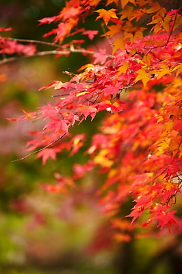 포토 JPG 주간 나무 식물 계절 컬러 백그라운드 단풍 잎 자연 단풍나무 풍경 근접촬영 사람없음 야외 아웃포커스 빨간색 가을풍경 가을 나뭇가지 전라북도 전라도 내장산 국내포토 자연요소 뷰포인트 산 한국 촬영기법 생태계 파일형식 가을_계절