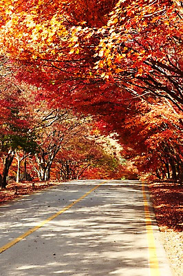 포토 JPG 주간 나무 식물 계절 도로 길 백그라운드 단풍 낙엽 잎 자연 단풍나무 풍경 사람없음 야외 햇빛 반사 가을풍경 산책로 차도 가을 나뭇가지 숲 전라북도 전라도 산속 내장산 산길 차선_도로 국내포토 자연요소 교통시설 산 한국 태양 생태계 파일형식 가을_계절