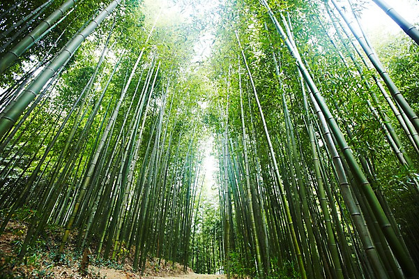 포토 JPG 주간 나무 식물 로우앵글 백그라운드 자연 하늘 여러그루 풍경 사람없음 야외 초록색 연두색 햇빛 반사 숲속 숲 전라도 전라남도 대나무 대나무숲 담양 죽림원 국내포토 자연요소 뷰포인트 컬러 다수 한국 태양 생태계 파일형식