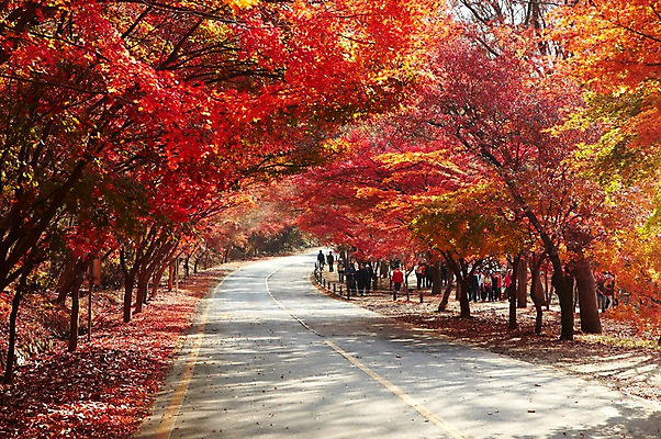 포토 JPG 주간 나무 식물 계절 도로 길 백그라운드 단풍 낙엽 잎 자연 단풍나무 사람 풍경 여러명 야외 햇빛 반사 가을풍경 산책로 차도 가을 나뭇가지 숲 전라북도 전라도 산속 내장산 산길 차선_도로 국내포토 자연요소 다수 교통시설 산 한국 태양 생태계 파일형식 가을_계절