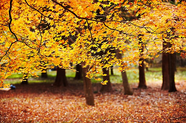 포토 JPG 주간 나무 식물 계절 컬러 배경화면 백그라운드 단풍 낙엽 잎 자연 단풍나무 풍경 근접촬영 사람없음 야외 아웃포커스 노란색 가을풍경 주황색 가을 나뭇가지 전라북도 전라도 내장산 국내포토 자연요소 뷰포인트 산 한국 촬영기법 생태계 파일형식 가을_계절