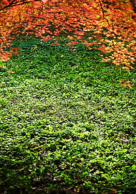 포토 JPG 주간 나무 식물 계절 컬러 백그라운드 단풍 잎 자연 단풍나무 나뭇잎 풍경 초원 사람없음 야외 빨간색 초록색 가을풍경 가을 나뭇가지 풀 전라북도 전라도 내장산 국내포토 자연요소 산 한국 생태계 파일형식 가을_계절