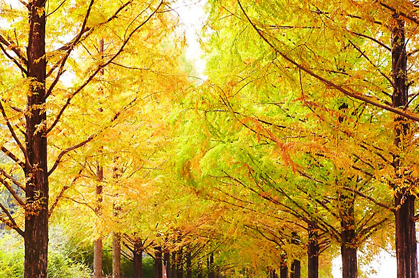 포토 JPG 주간 나무 식물 구름 길 선 컬러 백그라운드 자연 하늘 여러그루 풍경 사람없음 야외 초록색 연두색 노란색 산책로 나뭇가지 숲 가로수 나란히 메타세콰이어 국내포토 자연요소 다수 생태계 파일형식