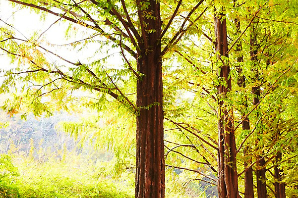 포토 JPG 주간 나무 식물 구름 선 컬러 백그라운드 자연 하늘 여러그루 풍경 사람없음 야외 초록색 연두색 햇빛 반사 나뭇가지 숲 가로수 나란히 메타세콰이어 국내포토 자연요소 다수 태양 생태계 파일형식