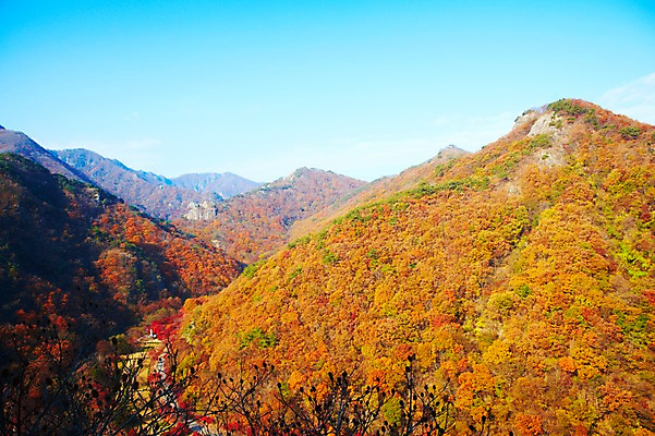 포토 JPG 주간 나무 식물 계절 도로 백그라운드 단풍 자연 단풍나무 산 풍경 사람없음 야외 가을풍경 차도 가을 정상 전라북도 전라도 산등성이 내장산 국내포토 자연요소 길 잎 교통시설 한국 생태계 파일형식 가을_계절