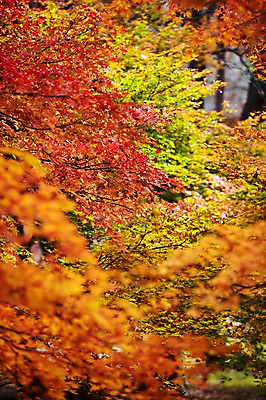 포토 JPG 주간 나무 식물 계절 백그라운드 단풍 잎 자연 단풍나무 풍경 근접촬영 사람없음 야외 아웃포커스 가을풍경 가을 나뭇가지 전라북도 전라도 내장산 국내포토 자연요소 뷰포인트 산 한국 촬영기법 생태계 파일형식 가을_계절