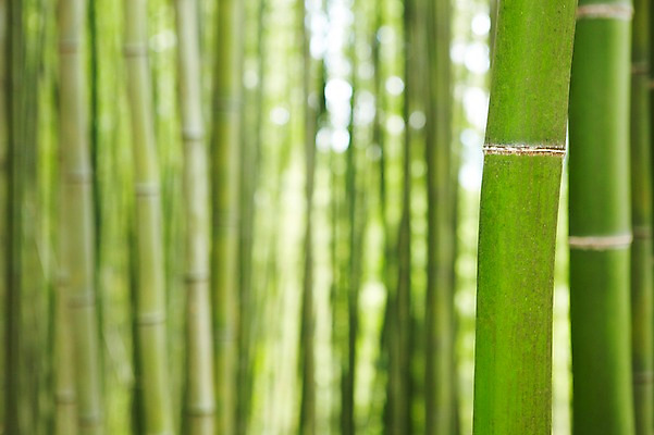 포토 JPG 주간 나무 식물 배경화면 백그라운드 자연 여러그루 풍경 근접촬영 사람없음 야외 아웃포커스 초록색 연두색 숲속 숲 전라도 전라남도 대나무 대나무숲 담양 죽림원 국내포토 자연요소 뷰포인트 컬러 다수 한국 촬영기법 생태계 파일형식