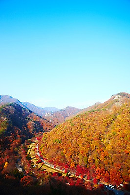 포토 JPG 주간 나무 식물 계절 도로 길 백그라운드 단풍 자동차 자연 단풍나무 산 풍경 사람없음 야외 가을풍경 차도 가을 정상 전라북도 전라도 산등성이 내장산 국내포토 자연요소 육상교통 잎 교통시설 한국 생태계 파일형식 가을_계절