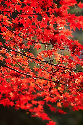 포토 JPG 주간 나무 식물 계절 컬러 백그라운드 단풍 잎 자연 단풍나무 풍경 사람없음 야외 빨간색 가을풍경 가을 나뭇가지 전라북도 전라도 내장산 국내포토 자연요소 산 한국 생태계 파일형식 가을_계절