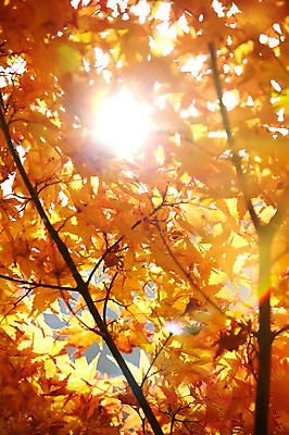 포토 JPG 주간 나무 식물 계절 컬러 백그라운드 단풍 잎 자연 단풍나무 풍경 사람없음 야외 햇빛 반사 가을풍경 주황색 가을 나뭇가지 전라북도 전라도 내장산 국내포토 자연요소 산 한국 태양 생태계 파일형식 가을_계절