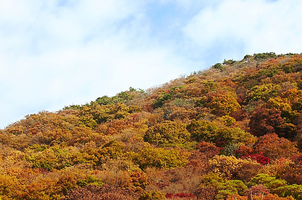 포토 JPG 주간 나무 식물 구름 계절 백그라운드 단풍 자연 하늘 단풍나무 산 풍경 사람없음 야외 가을풍경 가을 정상 숲 전라북도 전라도 산등성이 내장산 국내포토 자연요소 잎 한국 생태계 파일형식 가을_계절