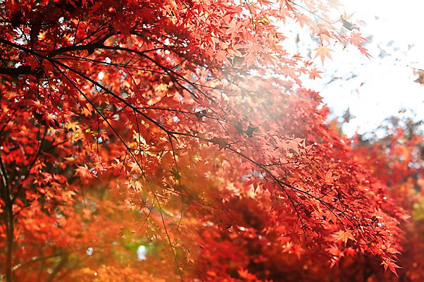포토 JPG 주간 나무 식물 계절 컬러 백그라운드 단풍 잎 자연 단풍나무 풍경 사람없음 야외 빨간색 햇빛 반사 가을풍경 가을 나뭇가지 전라북도 전라도 내장산 국내포토 자연요소 산 한국 태양 생태계 파일형식 가을_계절