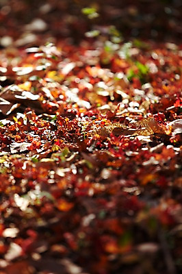 포토 JPG 주간 식물 계절 컬러 백그라운드 단풍 낙엽 잎 자연 나뭇잎 풍경 근접촬영 사람없음 야외 아웃포커스 빨간색 가을풍경 가을 떨어짐 전라북도 전라도 내장산 국내포토 자연요소 뷰포인트 컨셉 산 한국 촬영기법 생태계 파일형식 가을_계절