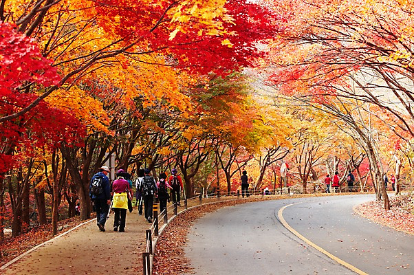 포토 JPG 주간 나무 식물 계절 도로 길 백그라운드 단풍 낙엽 잎 자연 단풍나무 산 서기 사람 풍경 여러명 야외 뒷모습 가을풍경 등산 산책로 차도 가을 나뭇가지 숲 등산객 전라북도 전라도 내장산 산길 차선_도로 국내포토 자연요소 뷰포인트 다수 교통시설 모션 한국 트래킹 생태계 파일형식 가을_계절
