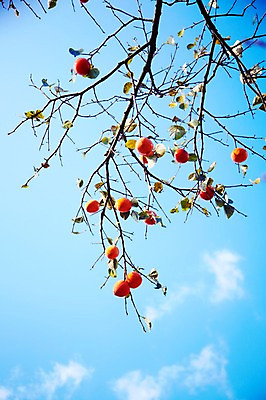 포토 JPG 주간 나무 식물 구름 계절 열매 백그라운드 잎 과일 자연 하늘 나뭇잎 감 풍경 사람없음 야외 가을풍경 가을 나뭇가지 전라북도 전라도 감나무 내장산 국내포토 자연요소 산 한국 생태계 파일형식 가을_계절