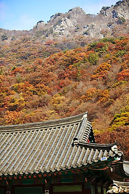포토 JPG 주간 나무 식물 건축물 계절 백그라운드 단풍 자연 단풍나무 지붕 기와 풍경 사람없음 야외 건물 가을풍경 가을 돌_바위 바위 사찰 정상 전라북도 전라도 내장산 기와지붕 산정상 국내포토 자연요소 건축 잎 종교건축 산 한국 생태계 파일형식 가을_계절