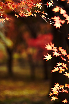 포토 JPG 주간 나무 식물 계절 컬러 백그라운드 단풍 잎 자연 단풍나무 풍경 근접촬영 사람없음 야외 아웃포커스 빨간색 햇빛 반사 가을풍경 주황색 가을 나뭇가지 전라북도 전라도 내장산 국내포토 자연요소 뷰포인트 산 한국 촬영기법 태양 생태계 파일형식 가을_계절