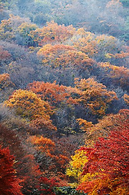 포토 JPG 주간 식물 계절 백그라운드 단풍 자연 단풍나무 산 풍경 사람없음 야외 가을풍경 가을 숲 전라북도 전라도 산속 내장산 국내포토 자연요소 나무 잎 한국 생태계 파일형식 가을_계절