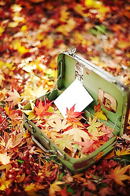 포토 JPG 주간 식물 계절 종이 백그라운드 단풍 낙엽 잎 가방 자연 풍경 근접촬영 사람없음 야외 아웃포커스 가을 메모지 오픈 오브젝트 철가방 국내포토 자연요소 잡화 뷰포인트 촬영기법 사무용품 생태계 파일형식