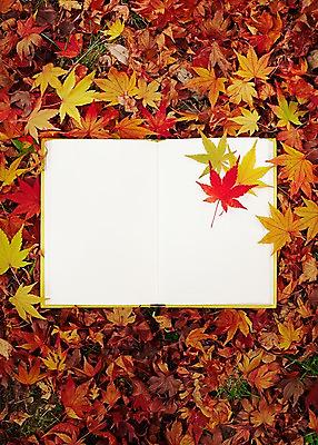 포토 JPG 주간 식물 배너 계절 백그라운드 단풍 낙엽 잎 자연 안내 사각프레임 프레임 광고판 알림판 풍경 사람없음 야외 책 독서 펼침 가을 알림 오브젝트 한권 국내포토 자연요소 1 모션 사각형 생태계 판 파일형식
