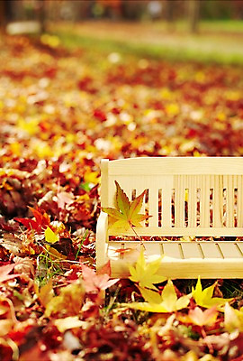 포토 JPG 주간 식물 계절 백그라운드 단풍 낙엽 잎 벤치 의자 자연 풍경 근접촬영 사람없음 야외 아웃포커스 가을 오브젝트 나무의자 국내포토 자연요소 뷰포인트 가구 촬영기법 목재 생태계 파일형식