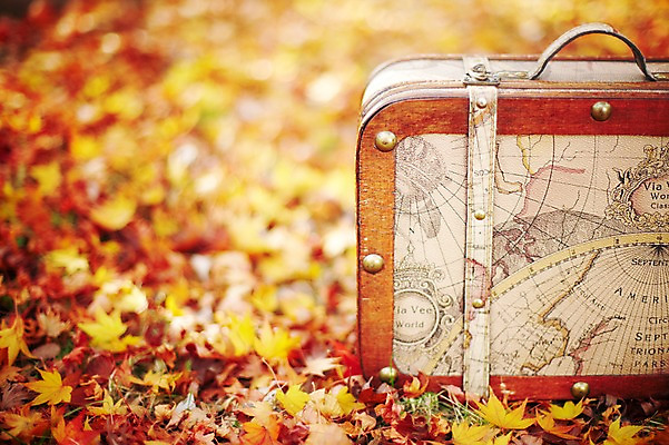 포토 JPG 주간 식물 계절 백그라운드 단풍 낙엽 잎 세계지도 지도 가방 자연 풍경 근접촬영 사람없음 야외 아웃포커스 가을 오브젝트 국내포토 자연요소 잡화 뷰포인트 촬영기법 세계 생태계 파일형식