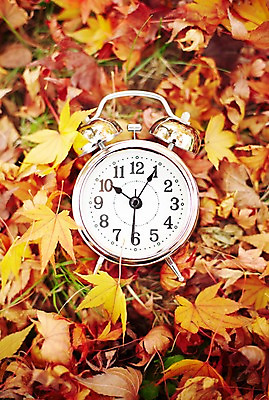 포토 JPG 주간 식물 시선 계절 시계 백그라운드 단풍 낙엽 잎 자연 풍경 사람없음 야외 자명종 알람 가을 시간 시곗바늘 오브젝트 탁상시계 분침 시침 초침 국내포토 자연요소 생태계 파일형식