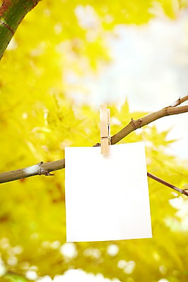 포토 JPG 주간 배너 계절 종이 백그라운드 단풍 자연 단풍나무 안내 사각프레임 프레임 광고판 알림판 집게 풍경 근접촬영 사람없음 야외 아웃포커스 물 가을 나뭇가지 메모지 알림 오브젝트 국내포토 자연요소 나무 뷰포인트 잎 촬영기법 사각형 사무용품 생태계 판 파일형식