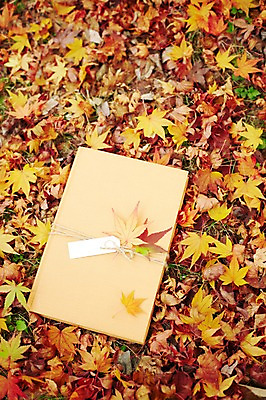 포토 JPG 주간 식물 계절 백그라운드 단풍 낙엽 잎 자연 풍경 사람없음 야외 책 독서 가을 오브젝트 한권 국내포토 자연요소 1 생태계 파일형식