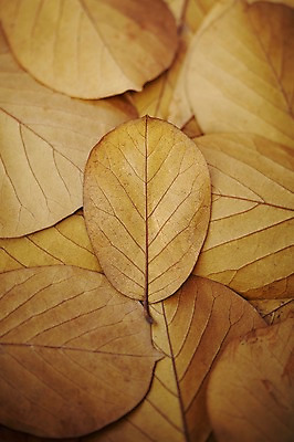 포토 JPG 주간 식물 계절 백그라운드 낙엽 잎 자연 나뭇잎 풍경 근접촬영 사람없음 야외 아웃포커스 쌓기 가을 오브젝트 목련 국내포토 자연요소 꽃 뷰포인트 모션 촬영기법 생태계 파일형식