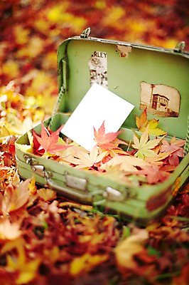 포토 JPG 주간 식물 계절 종이 백그라운드 단풍 낙엽 잎 가방 자연 풍경 근접촬영 사람없음 야외 아웃포커스 가을 메모지 오픈 오브젝트 철가방 기념사진 국내포토 자연요소 잡화 뷰포인트 촬영기법 사무용품 생태계 파일형식