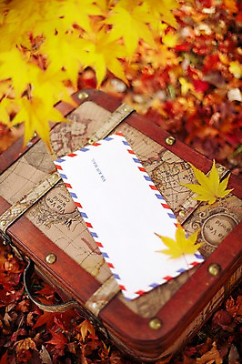 포토 JPG 주간 식물 계절 백그라운드 단풍 낙엽 잎 지도 가방 자연 봉투 편지봉투 풍경 근접촬영 사람없음 야외 아웃포커스 가을 편지 오브젝트 국내포토 자연요소 잡화 뷰포인트 촬영기법 생태계 파일형식